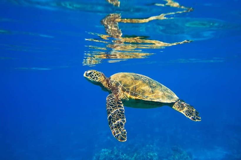 Koh Tao: PADI Try Diving Experience - Quick points to know