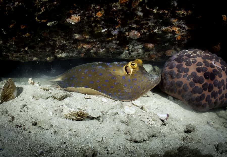 Koh Tao: Private Basic Diver Experience with 2 Dives - Key points to know before booking