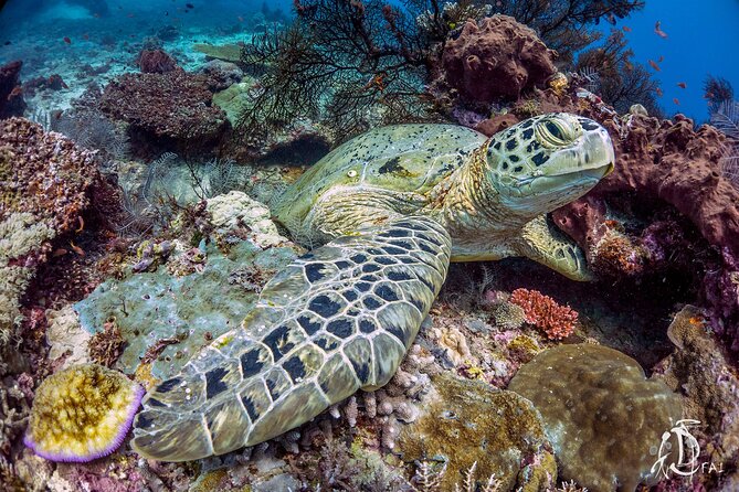 Kota Kinabalu Leisure Scuba Diving Trip (3 Dives) - What the $130.16 price covers