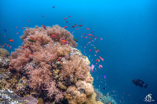 Kota Kinabalu Leisure Scuba Diving Trip (3 Dives) - Who will get the most from this outing
