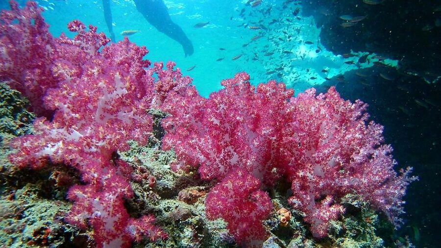 Krabi: Freediving and Snorkeling at Yawasam and Talu Island - Small groups help, but the crew still matters