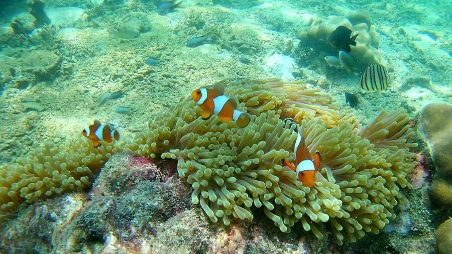 Krabi: Freediving and Snorkeling at Yawasam and Talu Island - Weather, timing, and comfort
