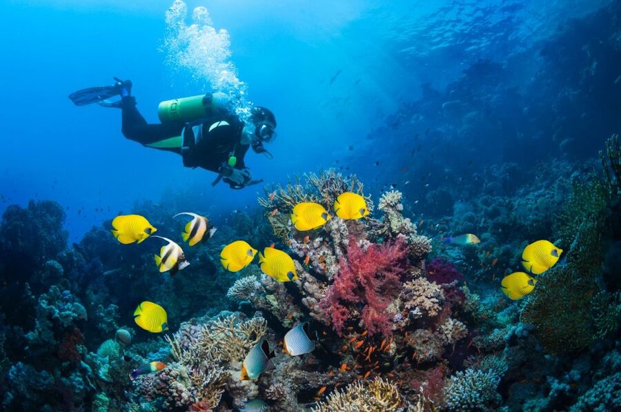 Kusadasi: Scuba Diving for Beginner or Experienced w/ Lunch - What the $59 price really covers