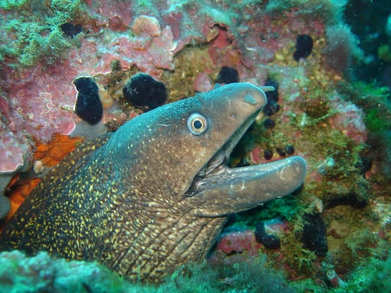 L'Escala: Introductory diving in the Montgri Nature Reserve - Meeting Grassi-sub in LEscala