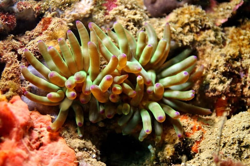 L'Escala: Introductory diving in the Montgri Nature Reserve - Equipment, supervision, and languages