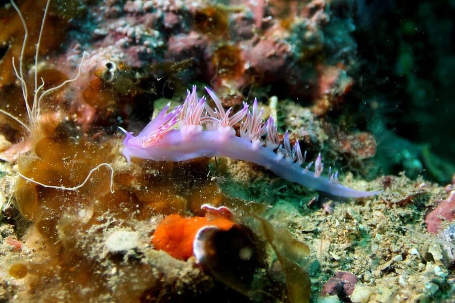 L'Escala: Introductory diving in the Montgri Nature Reserve - Who will enjoy this experience most?
