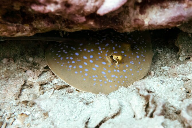 La Bombona Diving Koh Tao Try Dive - What the $96.80 price gets you