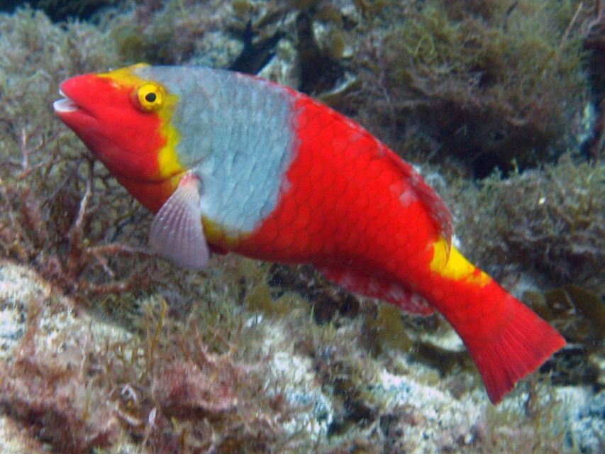 La Palma: SSI Try Scuba Program - A calm first step into La Palma’s underwater world