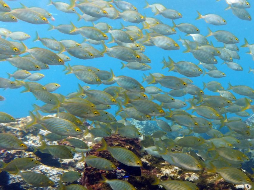La Palma: SSI Try Scuba Program - Getting comfortable in the protected bay