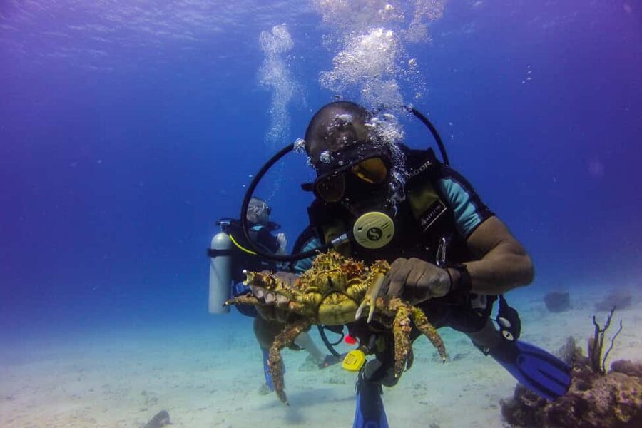 La Romana: Scuba Diving in Catalina Island - The Aquarium: shallower water and marine life