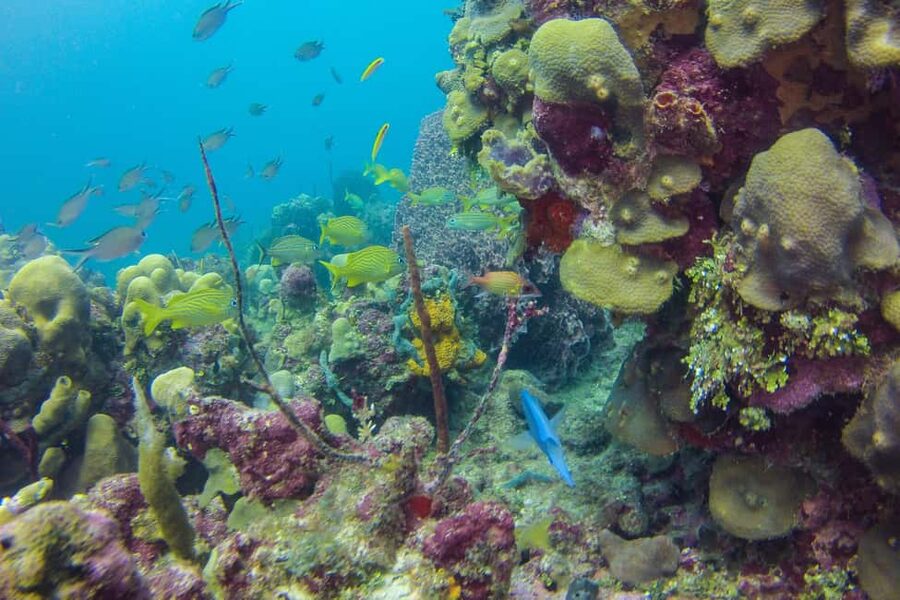 La Romana: Scuba Diving in Catalina Island - Is $175 a fair price?