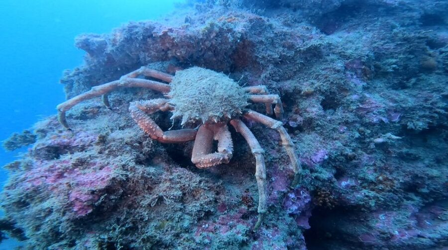 Lagos: Guided Scuba Diving Trip for Beginners - Sea life you may see below