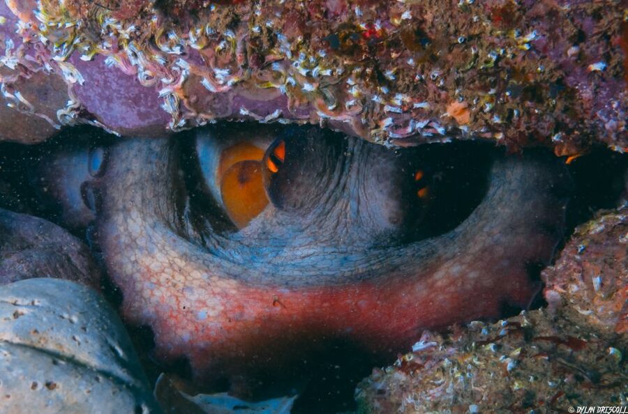 Lagos: Guided Scuba Diving Trip for Beginners - How much value do you get for $135?