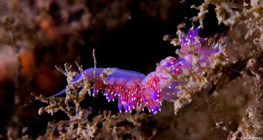 Lagos: Guided Scuba Diving Trip for Beginners - The main drawbacks to consider