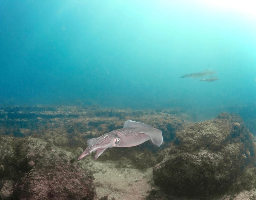 Lagos: Scuba Diving Experience for Beginners - What This Lagos Experience Really Offers