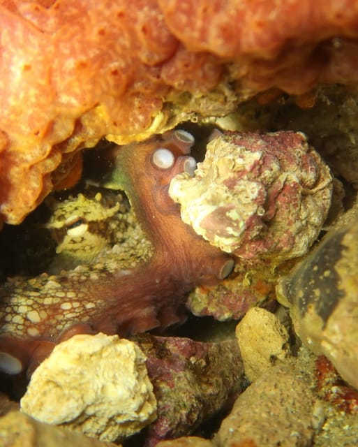 Lagos: Scuba Diving Experience for Beginners - The Pool Lesson: Your Best Chance to Get Comfortable
