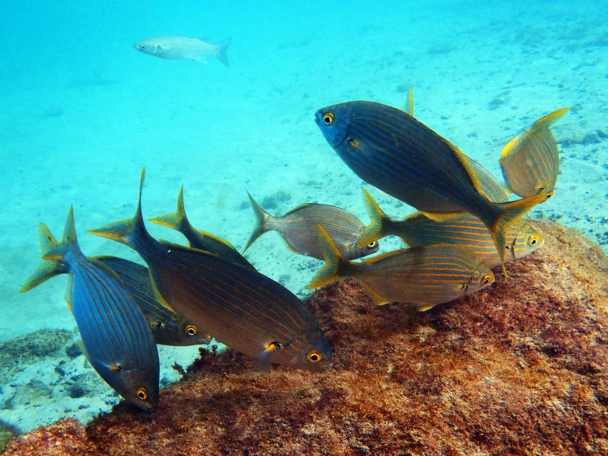 Lanzarote: 2-dive package in Playa Blanca - certified divers - Should you book it?