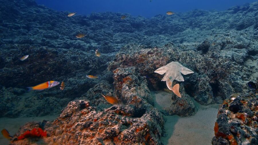 Lanzarote: 2-dive package in Playa Blanca - certified divers - Why Playa Blanca is a good base for this outing