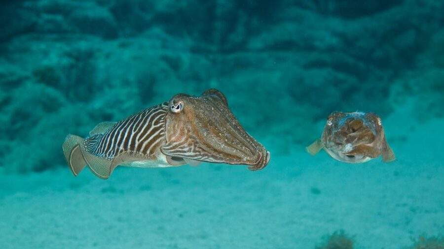 Lanzarote: 2-dive package in Playa Blanca - certified divers - Timanfaya Reef follows a gentle route