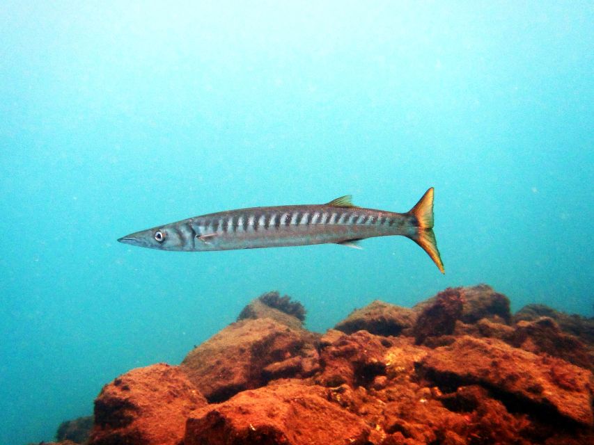 Lanzarote: 2-dive package in Playa Blanca - certified divers - Who should book this Playa Blanca outing?