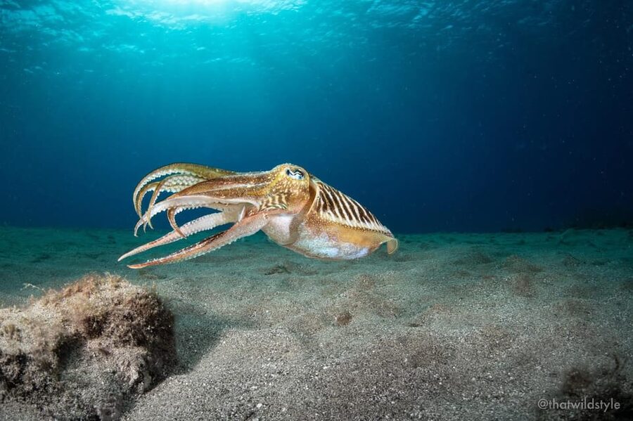 Lanzarote: 2 Guided Dives (Certified Divers Only) - Key things to know before booking