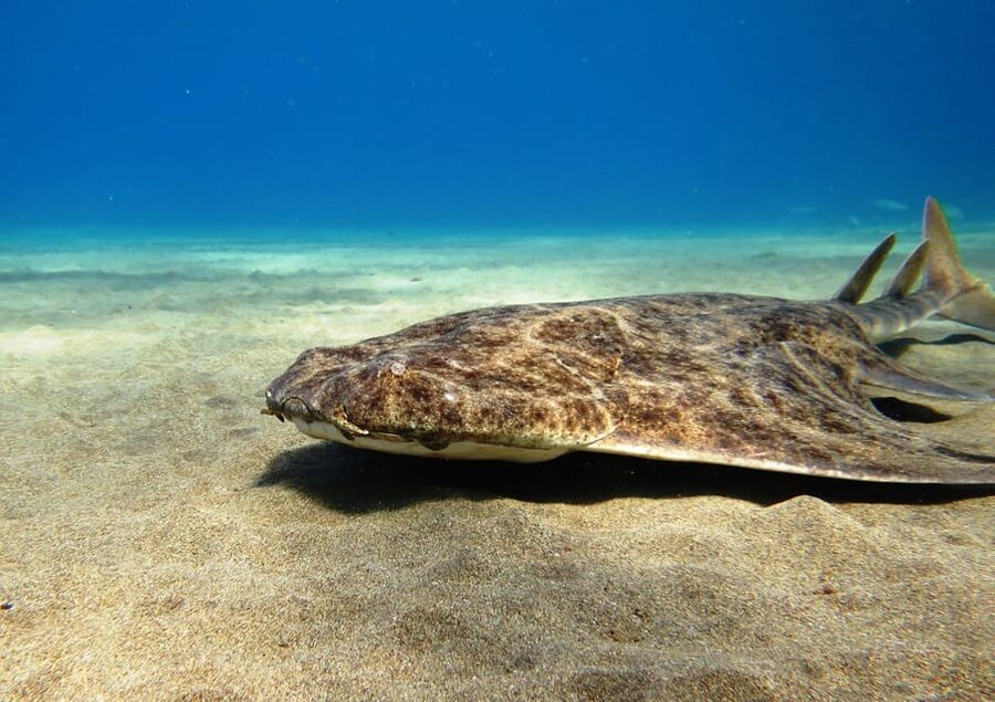 Lanzarote: 2 Guided Dives (Certified Divers Only) - The value of a small, guided group