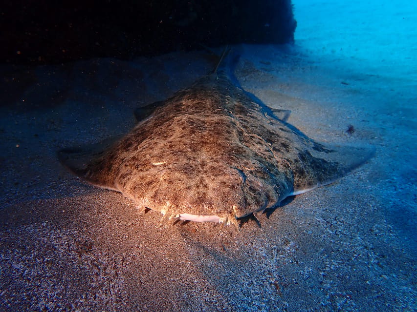 Lanzarote: 2 Guided Dives (Certified Divers Only) - Equipment, planning, and the practical side
