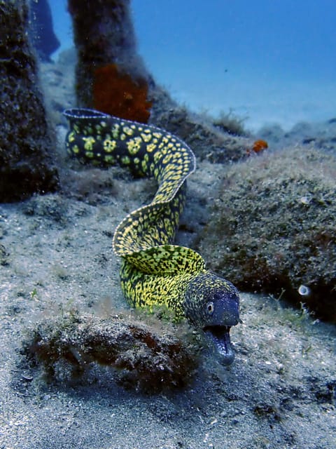 Lanzarote: 2 Guided Dives (Certified Divers Only) - Who will enjoy this most?