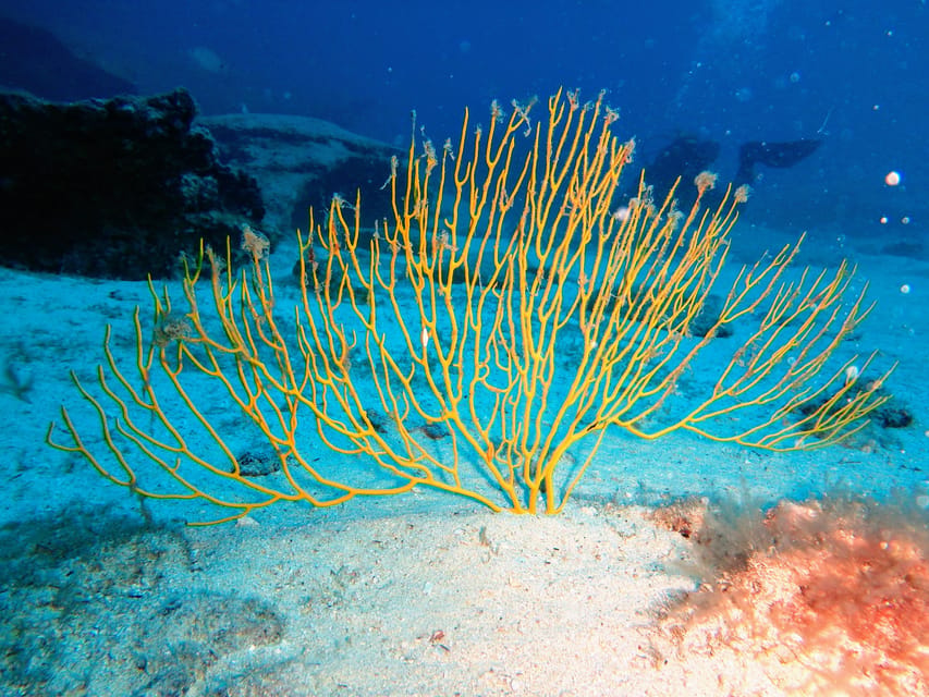 Lanzarote: 2 Guided Dives (Certified Divers Only) - How to plan your morning