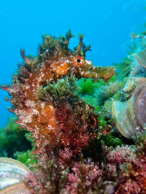 Lanzarote: 2 Guided Dives (Certified Divers Only) - Cancellation and payment flexibility