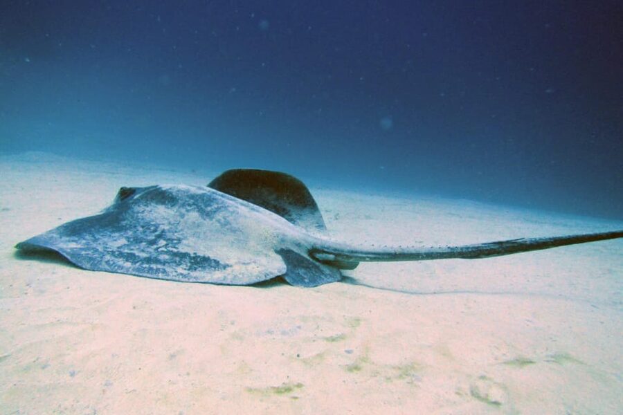 Lanzarote: 2 Guided Dives (Certified Divers Only) - What the possible sites add to the morning