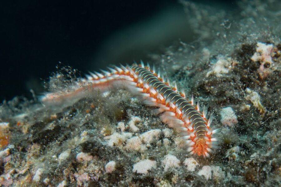 Lanzarote: Beginner Scuba Diving from the Beach - Key points at a glance