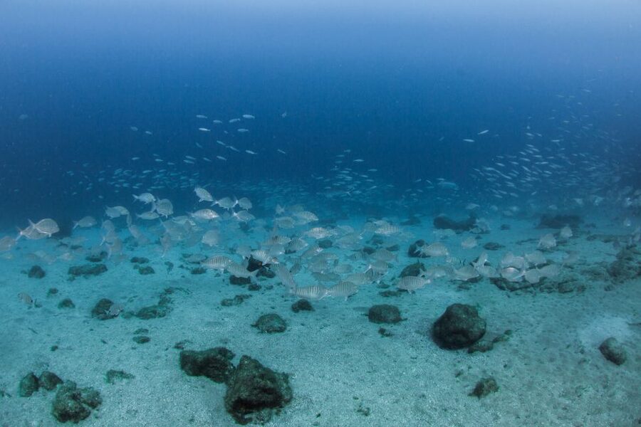 Lanzarote: Beginner Scuba Diving from the Beach - The theory session gives you a useful start