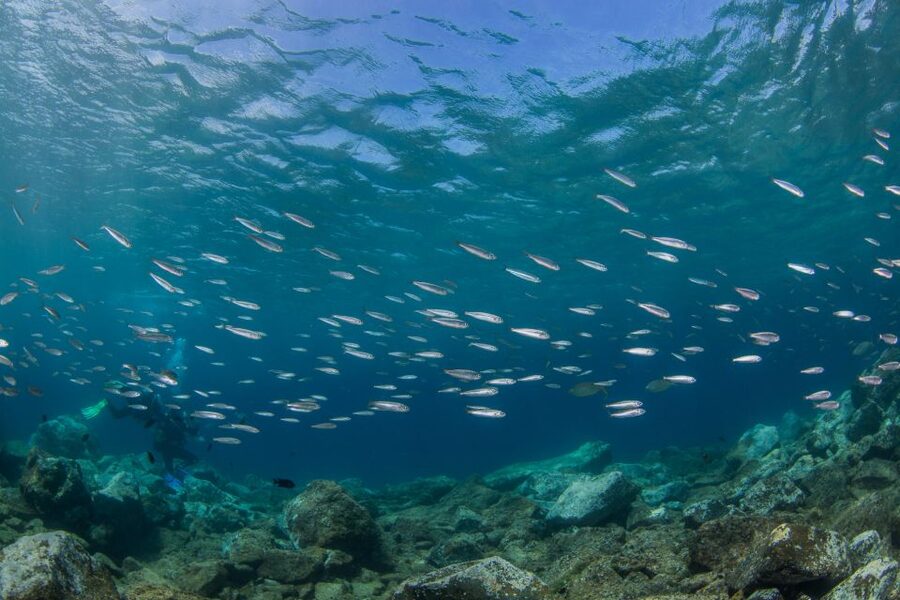Lanzarote: Beginner Scuba Diving from the Beach - The four-hour schedule is compact but not rushed