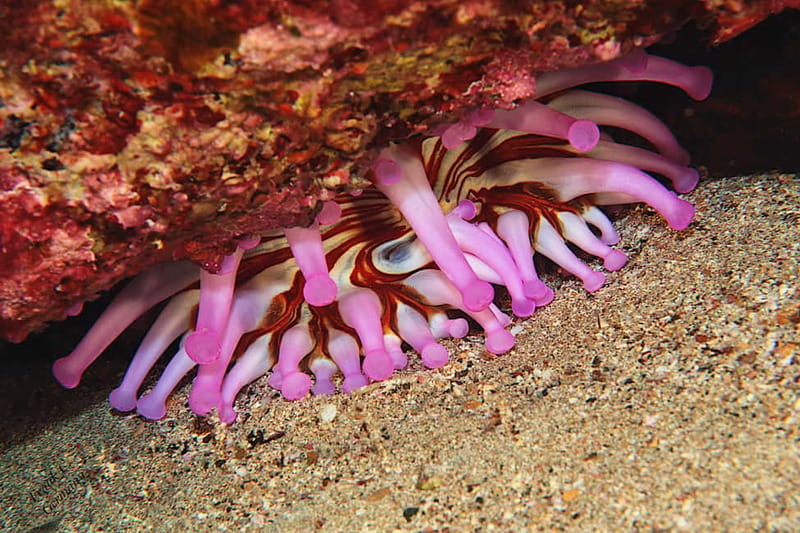 Lanzarote: Beginner Try Scuba Diving Costa Teguise (2 dives) - Why this Costa Teguise experience works for beginners