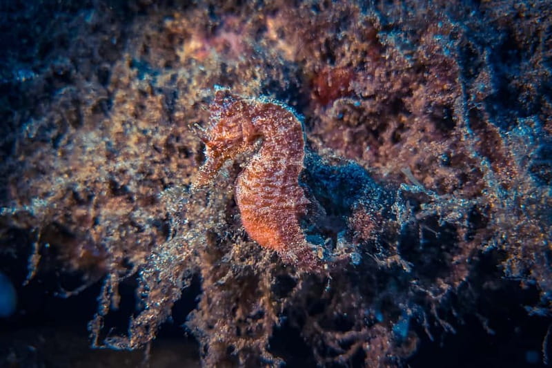 Lanzarote: Beginner Try Scuba Diving Costa Teguise (2 dives) - Playa Chica and the first shallow session