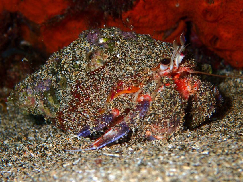 Lanzarote: Beginner Try Scuba Diving Costa Teguise (2 dives) - The second session, up to 12 meters