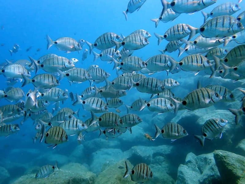 Lanzarote: Beginner Try Scuba Diving Costa Teguise (2 dives) - What you might see under Lanzarote’s water