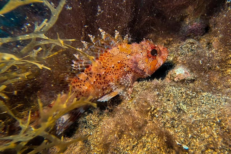 Lanzarote: Beginner Try Scuba Diving Costa Teguise (2 dives) - The guides and the feel of the instruction