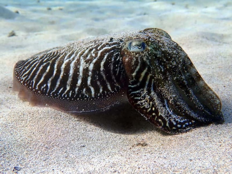 Lanzarote: Beginner Try Scuba Diving Costa Teguise (2 dives) - Is $147 a fair price?