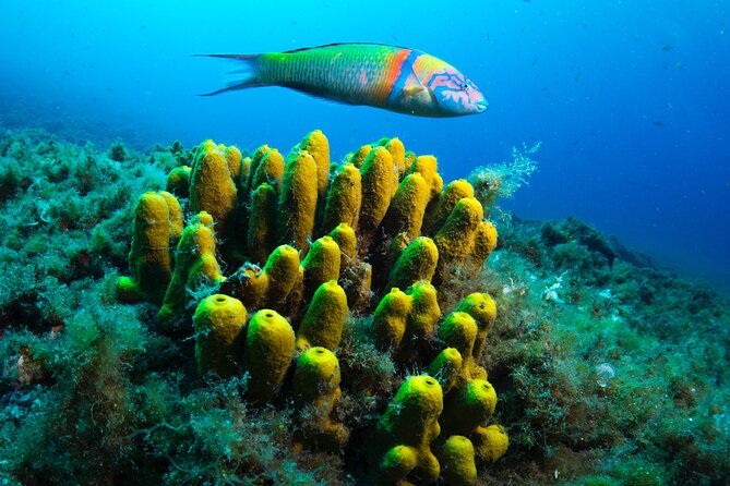 Lanzarote Introductory Scuba Diving Experience - Why Playa Chica works for a first scuba session