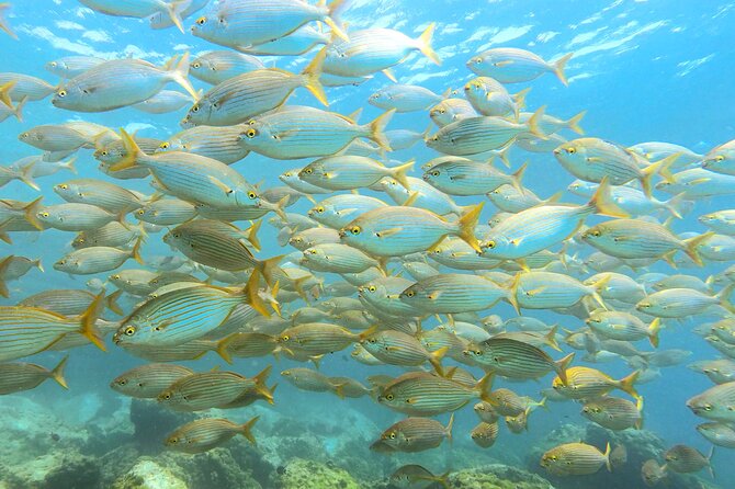 Lanzarote Introductory Scuba Diving Experience - Shallow-water practice before going below