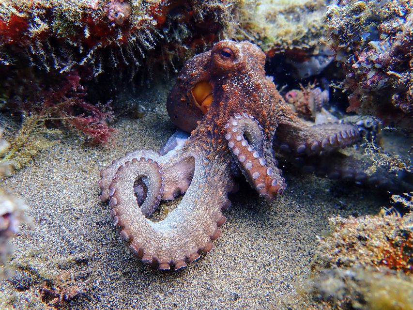 Lanzarote: Scuba Diving for Beginners - 1 Dive - Practice first, then your first real underwater session