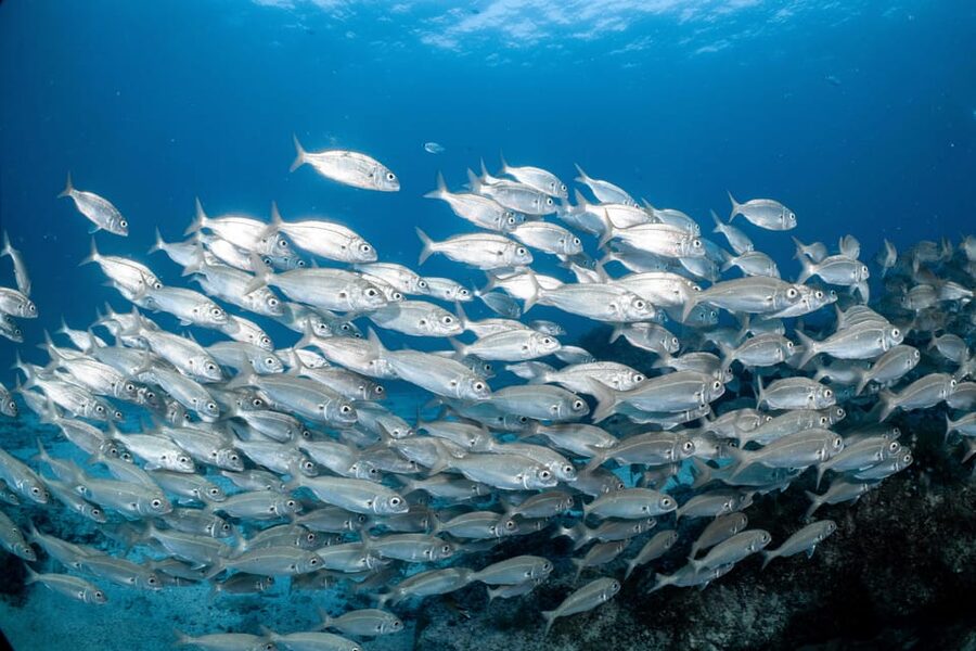 Lanzarote: Scuba Diving for Beginners with 2 Dives - Why this Lanzarote scuba session is worth considering