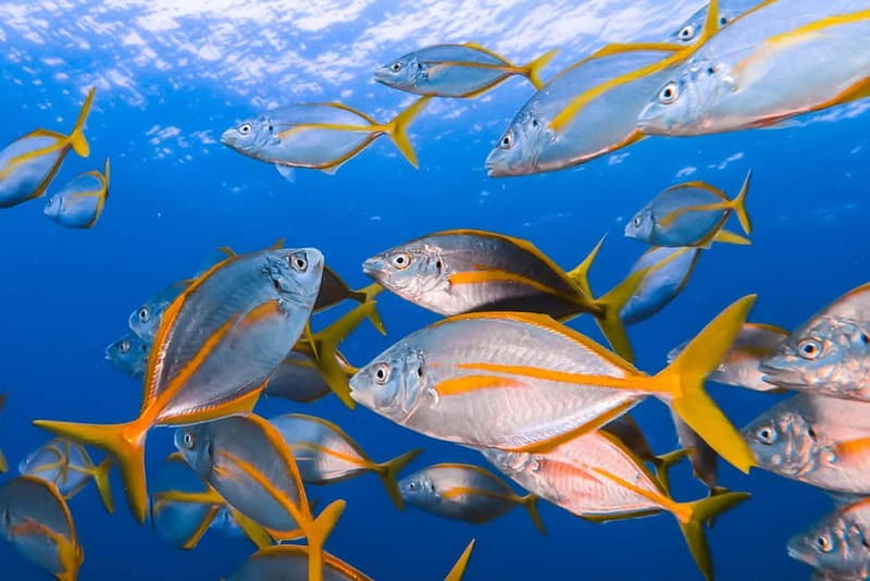 Lanzarote: Small-Group Discover Scuba Diving Costa Teguise - Why this Costa Teguise scuba session works for beginners