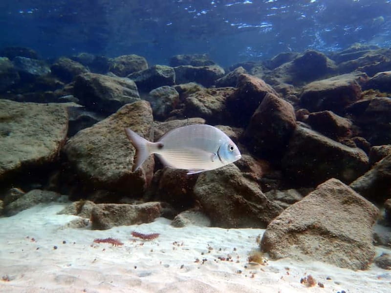 Lanzarote: Small-Group Discover Scuba Diving Costa Teguise - What you might see below the surface