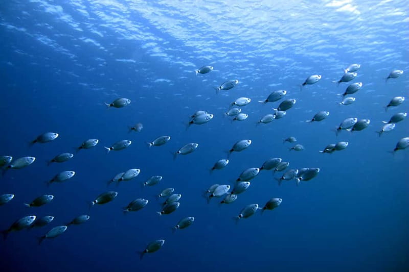 Lanzarote: Small-Group Discover Scuba Diving Costa Teguise - Who will enjoy this, and who should skip it