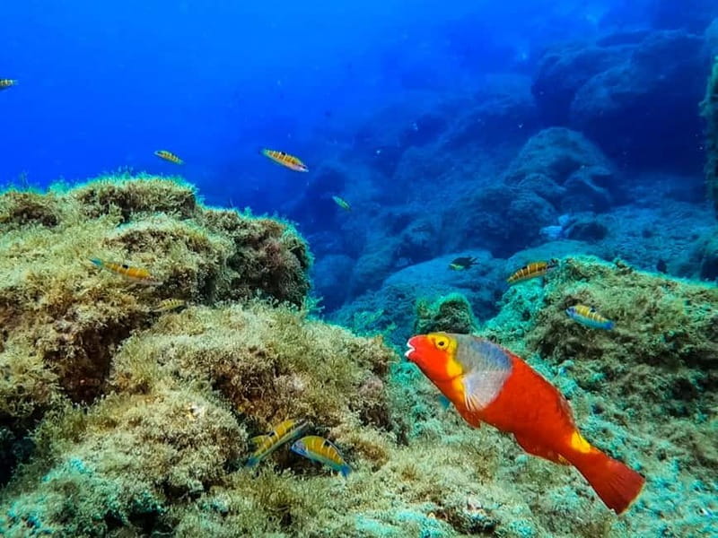 Lanzarote: Small-Group Discover Scuba Diving Costa Teguise - The short ride from your pickup point