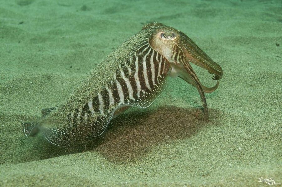 Lanzarote: Try Scuba Diving Experience - A First Taste of Scuba at 5 or 12 Meters