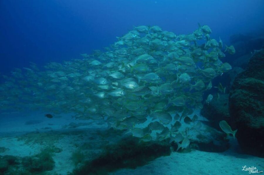 Lanzarote: Try Scuba Diving Experience - What the Two- to Three-Hour Session Involves